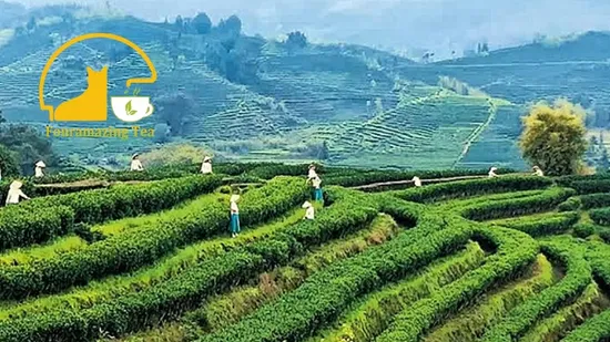 Bulk Wholesale EU Standard Organic Bag Packing Gunpowder Green Tea