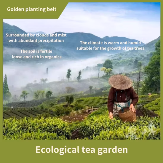 Bulk Wholesale EU Standard Organic Bag Packing Gunpowder Green Tea