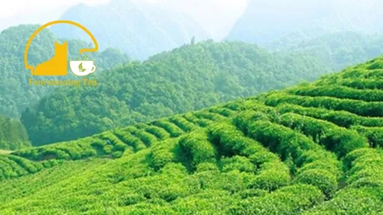 Chá Instantâneo Clever Cup em Chá Verde Chá Preto Sabores de Chá Oolong