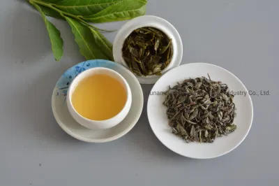 Fábrica de Chá Verde Chá Orgânico Premium Op 9101